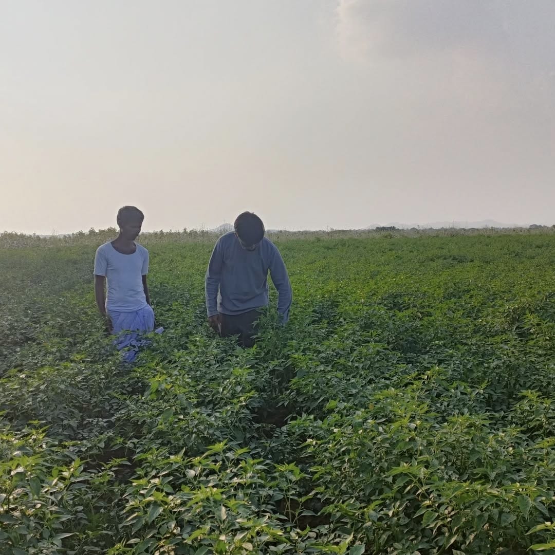 Farmer Story 1